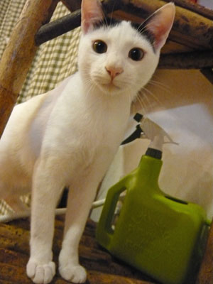 あまえんぼちゃん